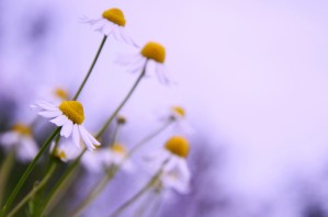 Chamomile in spring