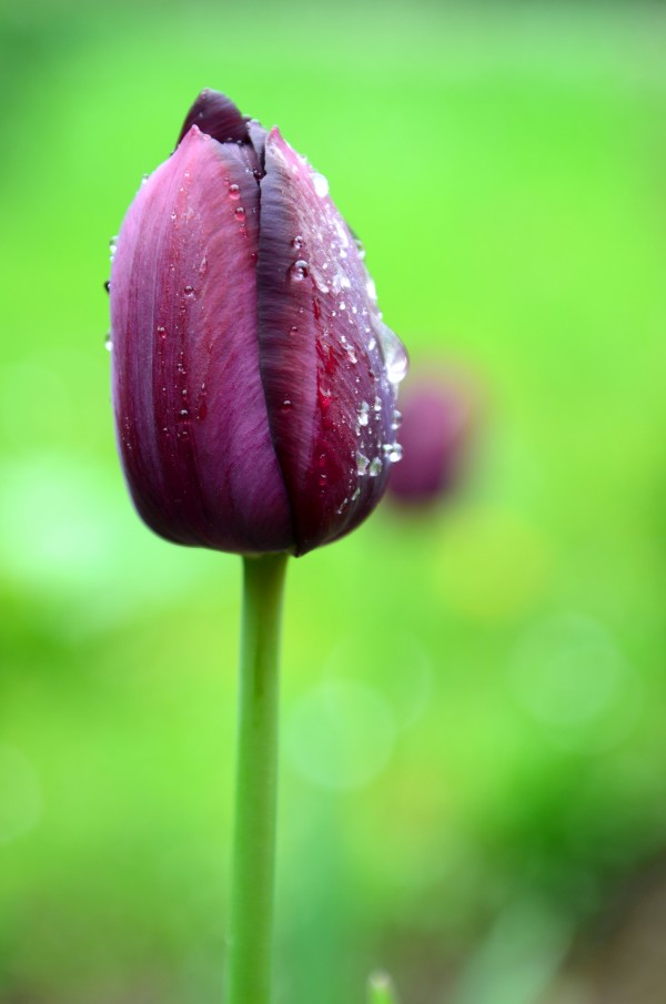 After rain Print