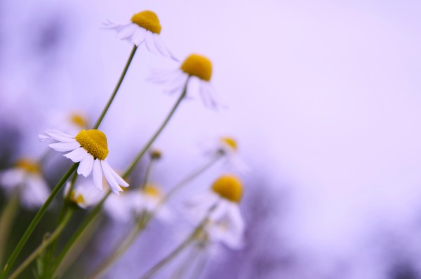 Chamomile in spring Print