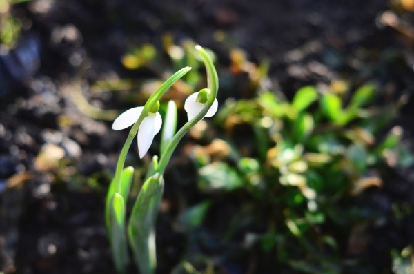 Snowdrop couple Print
