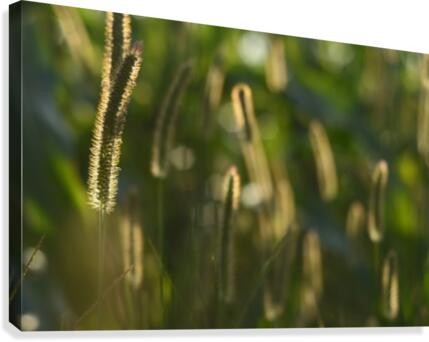 Glowing field grass Canvas Print