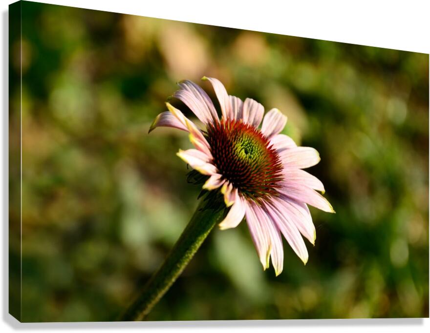Autumn Echinacea Canvas Print