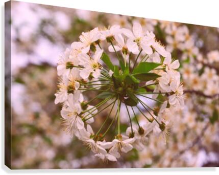 Spring clock Canvas Print