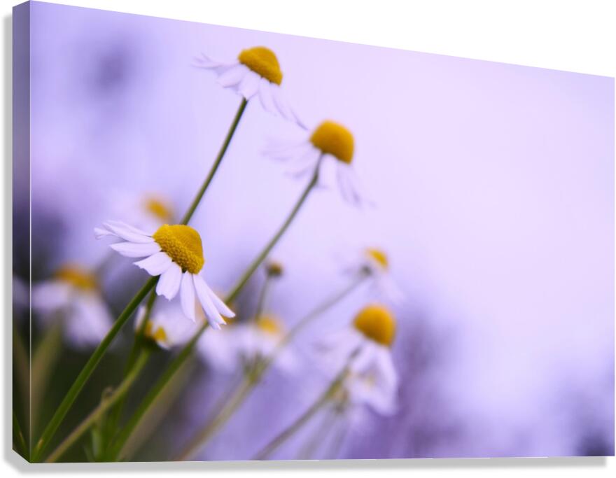 Chamomile in spring Canvas Print