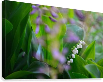 Spring dream Canvas Print