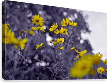 Still yellow Canvas Print