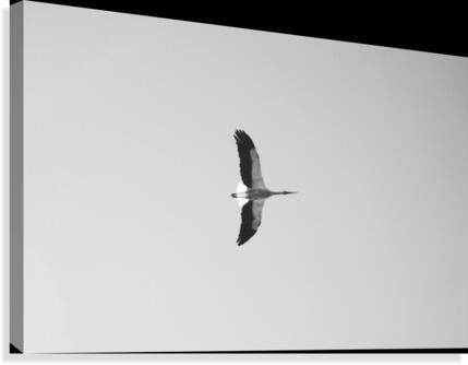 Accolade Canvas Print