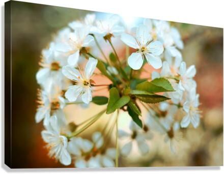 Spring hour Canvas Print