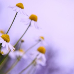 Chamomile in spring