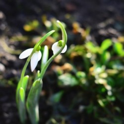 Snowdrop couple