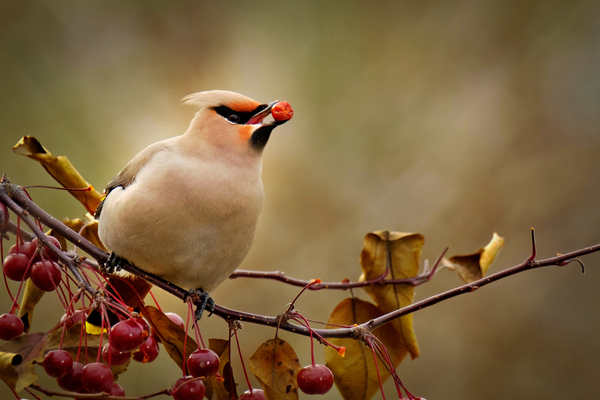 Chanteur de pomme by Guy Boudreau