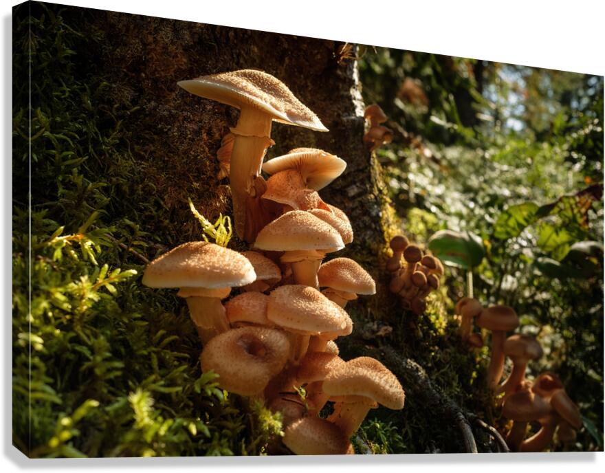 Chapeau  Canvas Print