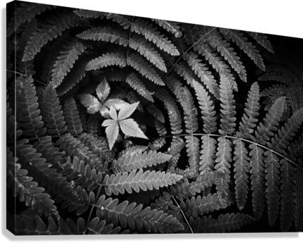 Alcove Canvas Print