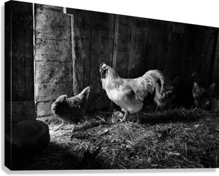 Basse cour Canvas Print