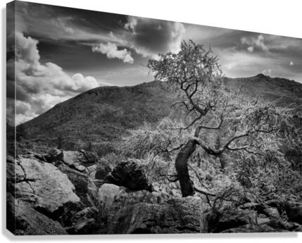 Bonzai Canvas Print