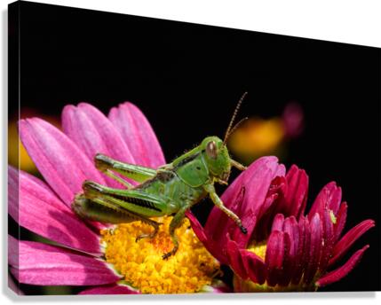 Cache cache Canvas Print