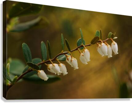 Cassandre calicule Canvas Print