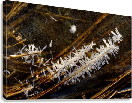 Sucre d orge Canvas Print