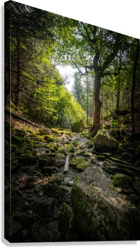 Ruisseau cache Canvas Print