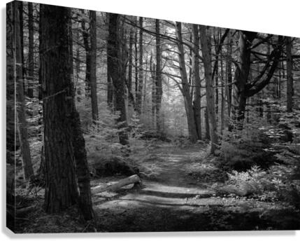 Foret noire Canvas Print