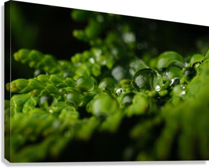 Perles Canvas Print