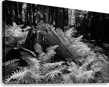 Crac Canvas Print