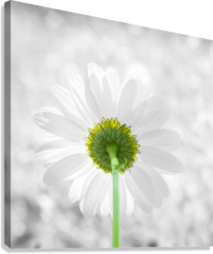 Ete Canvas Print