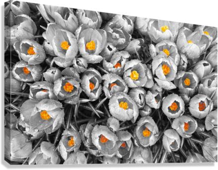 Printemps Canvas Print