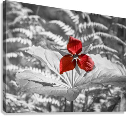 Ecarlate Canvas Print