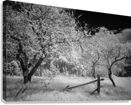 Floraison Canvas Print