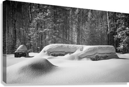 Bois dormant Canvas Print