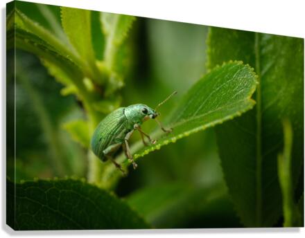 Vert sur vert Canvas Print
