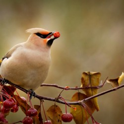 Chanteur de pomme