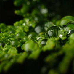 Perles