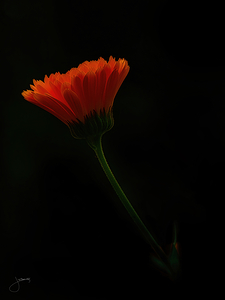 Radiance