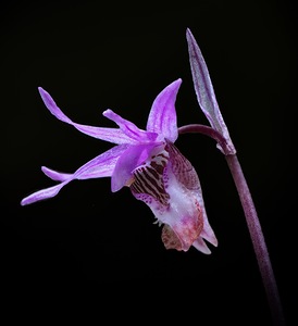 Fairy Slipper