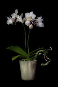 Orchus in White