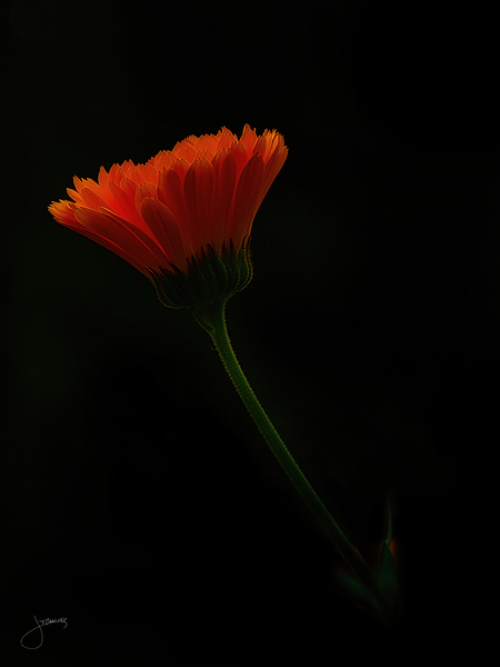 Radiance Print