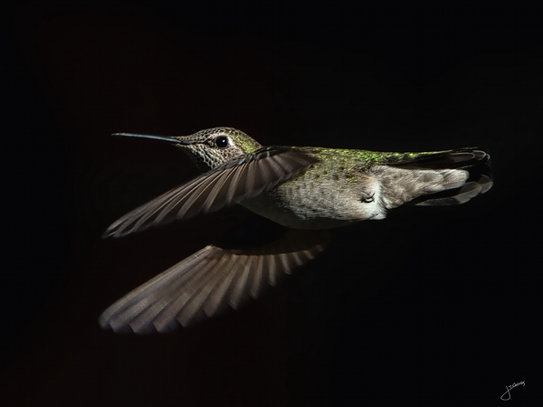 Anna in Flight Print