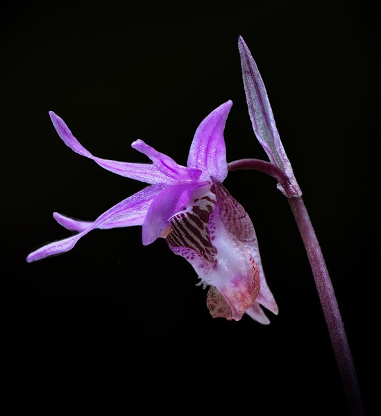 Fairy Slipper by Jeff Childs