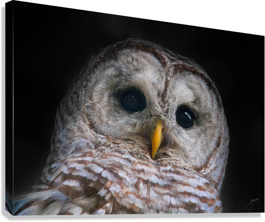 Focused Canvas Print
