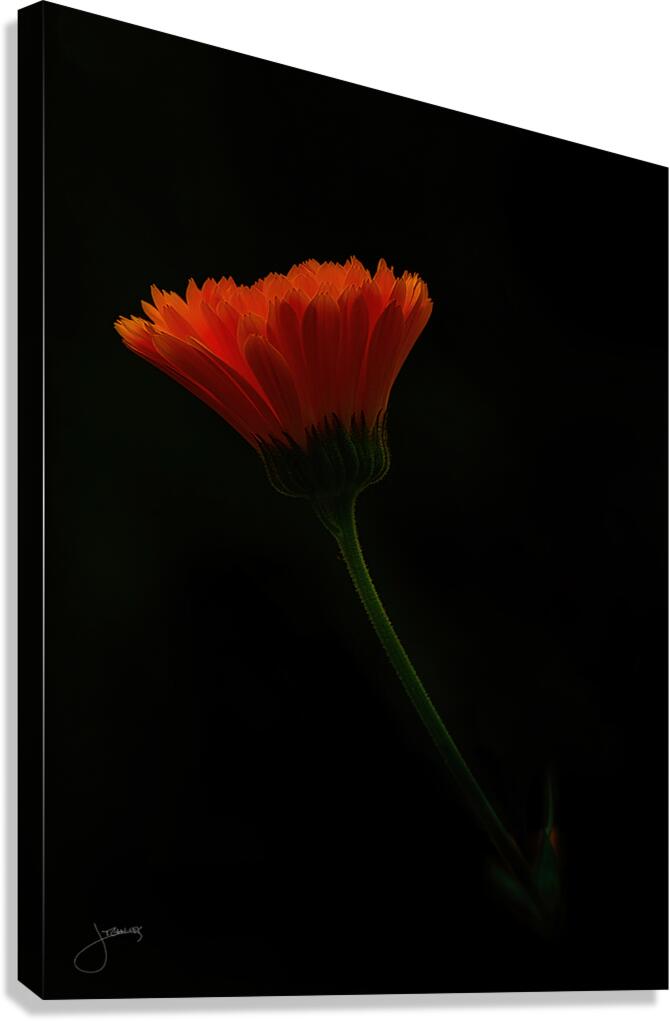 Radiance Canvas Print