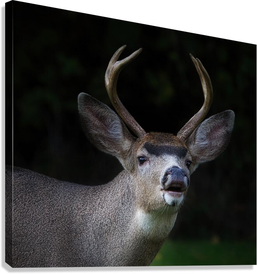 In Search Canvas Print