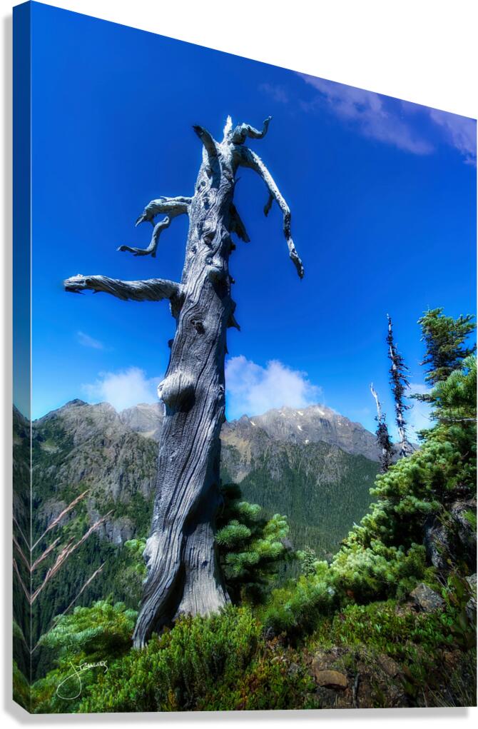 Weathered Canvas Print