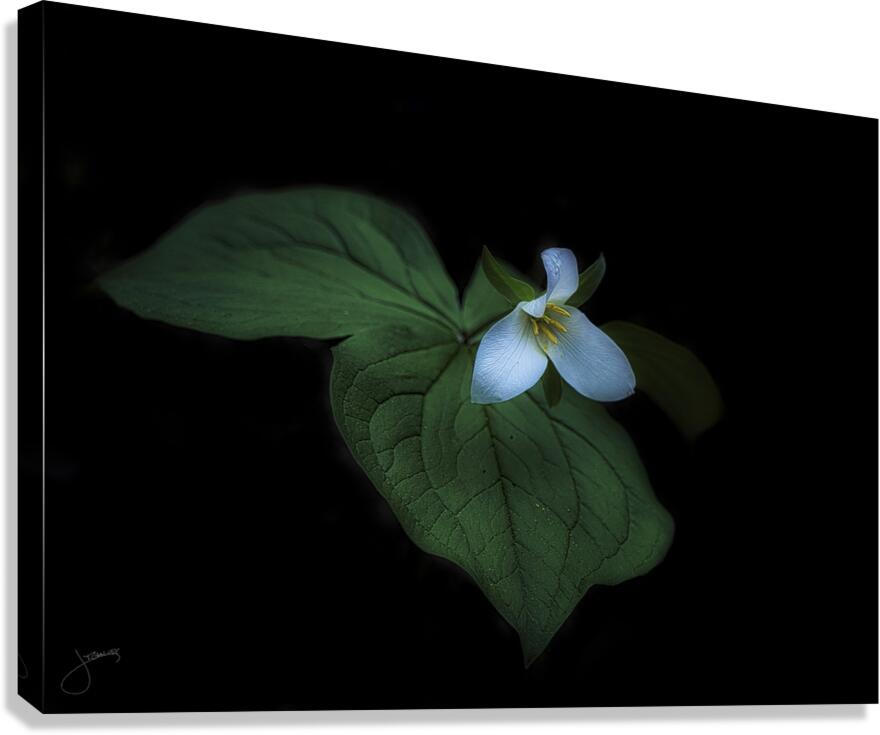 In Hiding Canvas Print