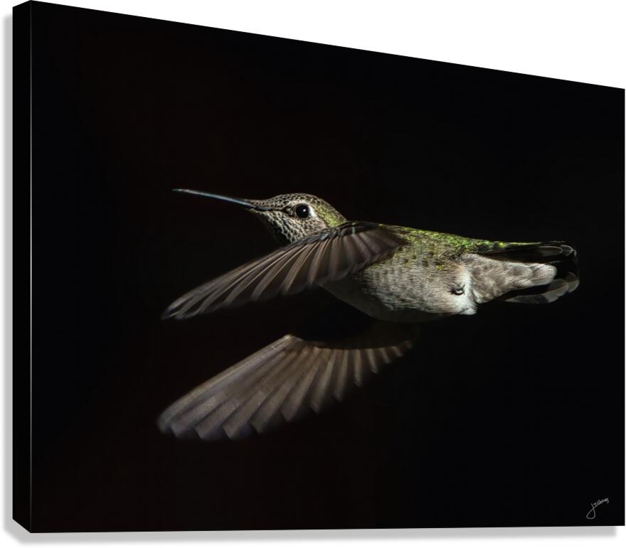 Anna in Flight Canvas Print