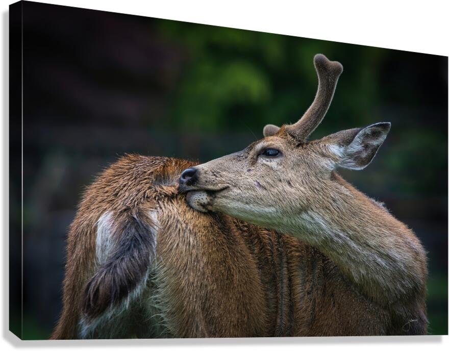 Preen Canvas Print