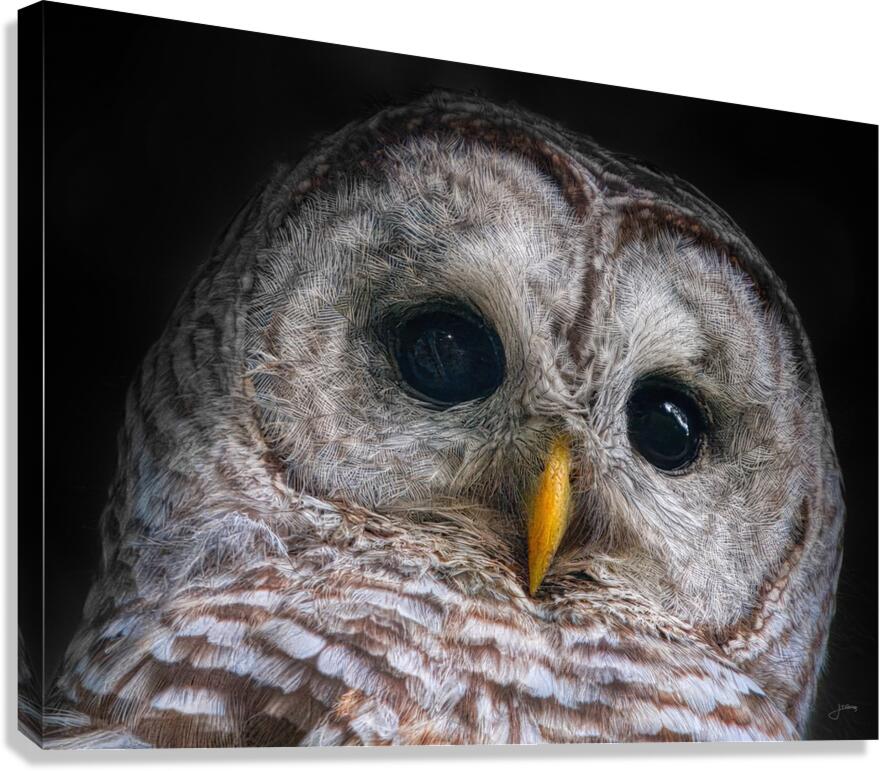 Focused   4x3 Canvas Print
