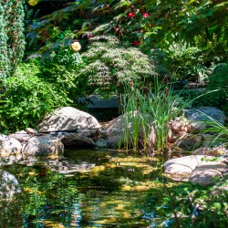 A Little Oasis