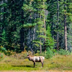 Elk in Evergreen